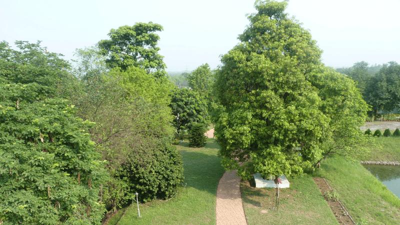 YSS Dihika Retreat Sprawling Grounds