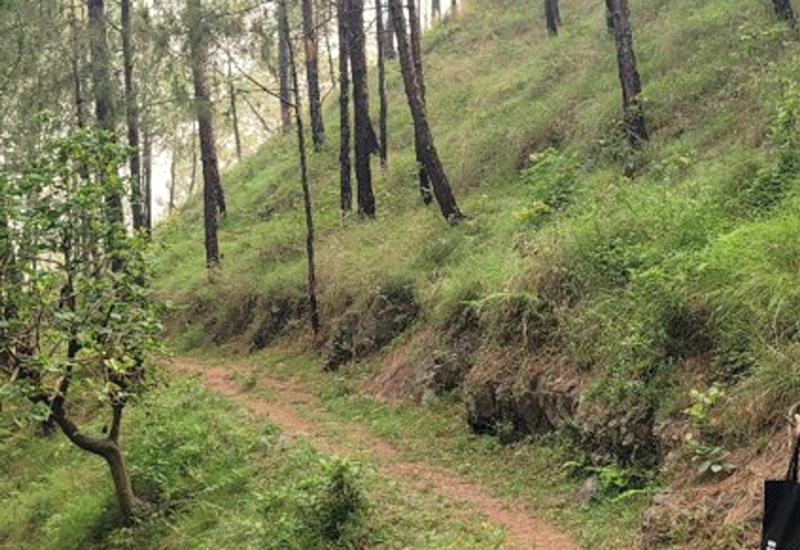 YSS Shoolini Camp 2026 - Nature Backdrop - Hiking Trail