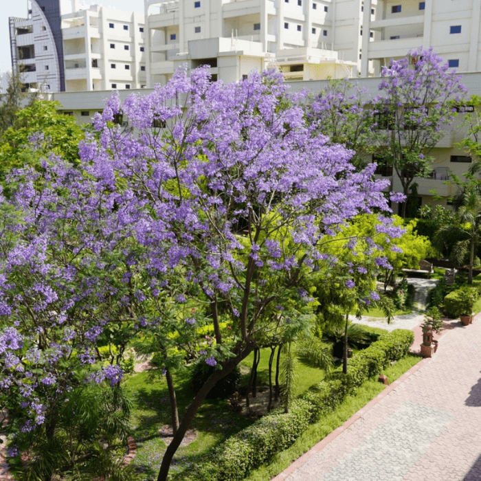 YSS Noida Ashram – Flowering Trees