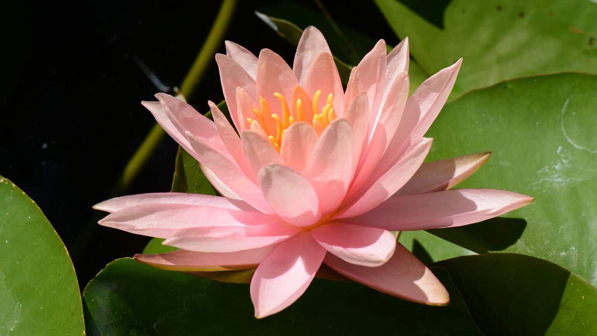 Guided Meditation on Expanding Love