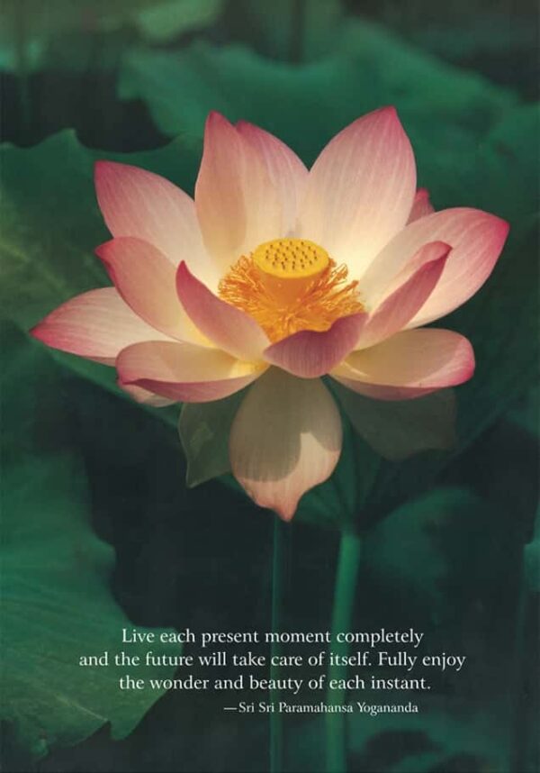 flowering-lotus-photo-regular-yss-front.jpg